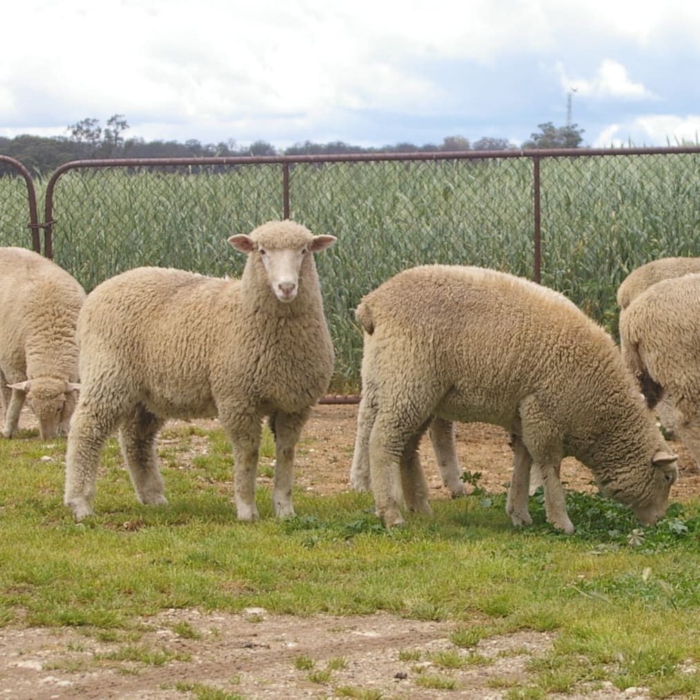 Sheep Stock Feed